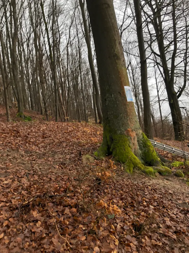 Die restaurierte Tafel an der Lutherbuche – Aufnahme 3