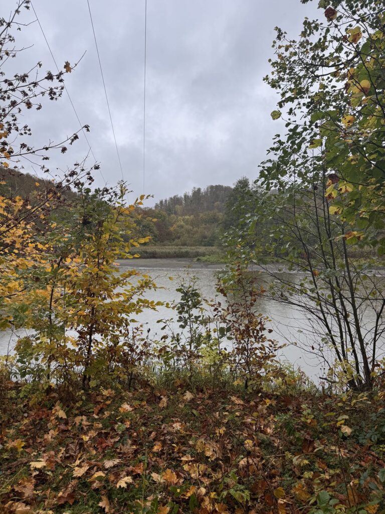 Blick durch Herbstlaub auf den Teich am geplanten Standort der Teichblick-Raufe