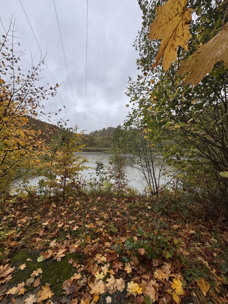 Teilweise zugewachsener Blick auf den Teich vor dem Arbeitseinsatz