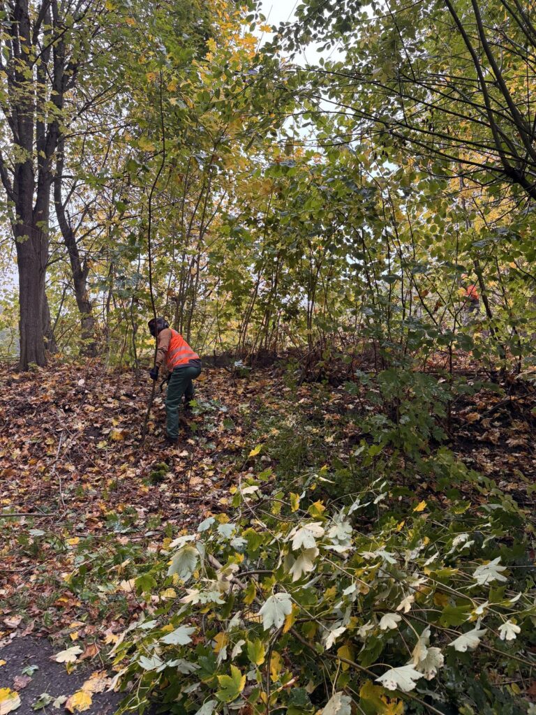Vereinsmitglied beim Freischneiden der Aufstellfläche