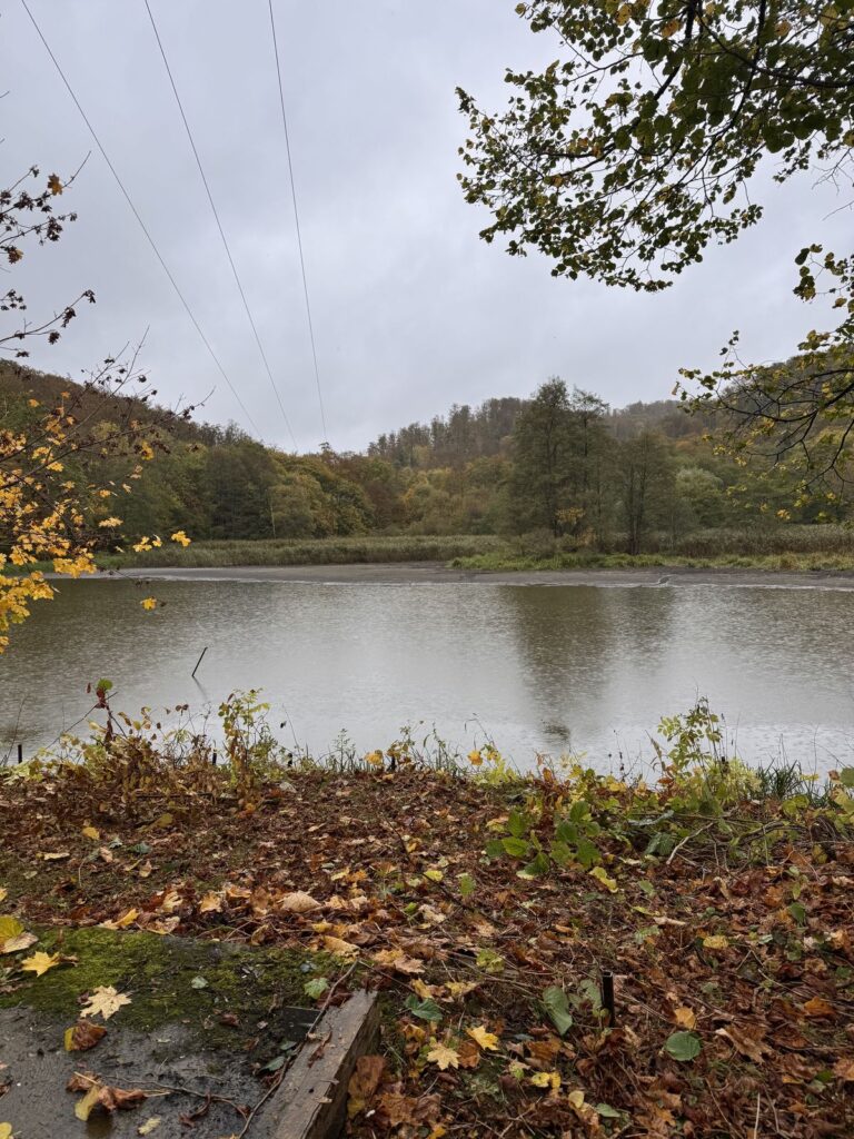 Freigelegter Blick vom Standort zum Teich