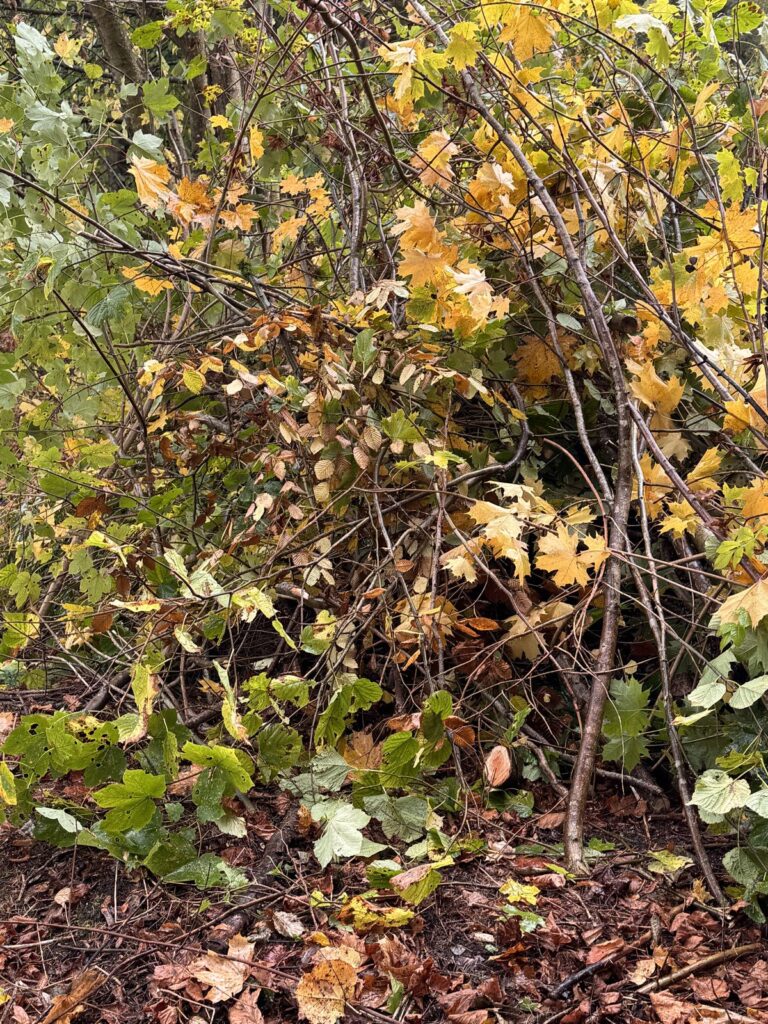 Aufgeschichtetes Schnittgut als Winterquartier für kleine Waldbewohner