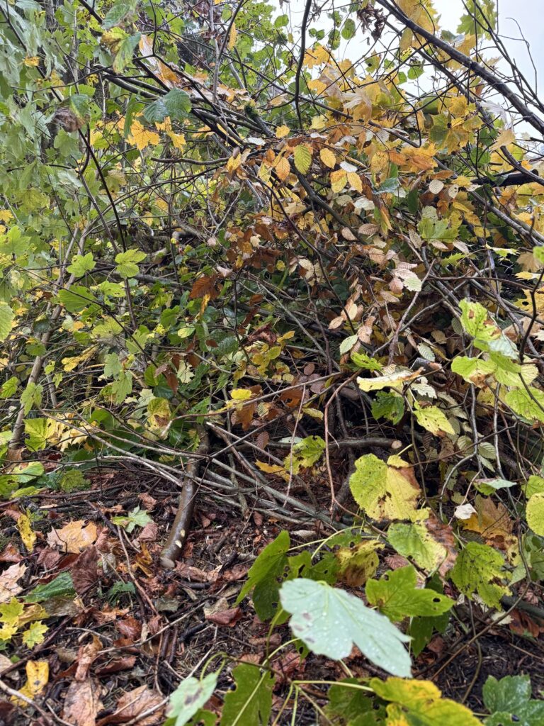 Dichter Haufen aus Ästen und Sträuchern am Waldrand