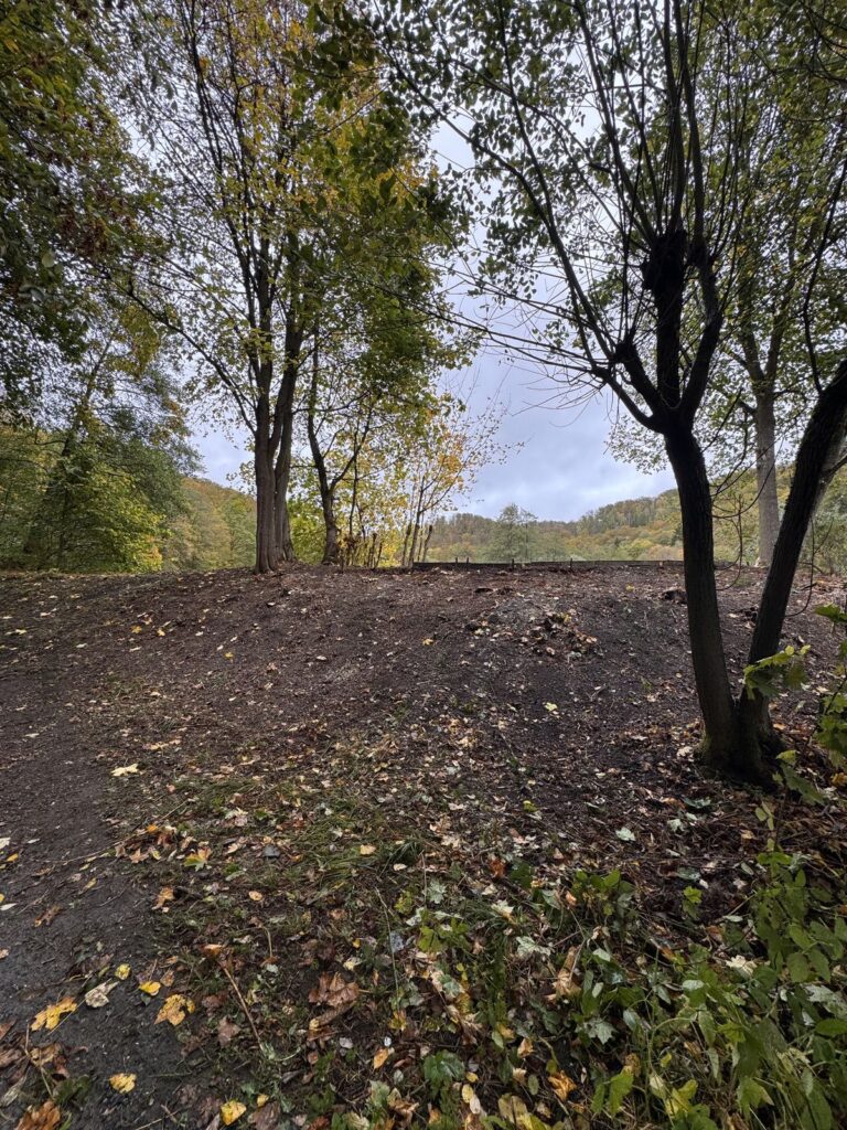 Freigelegte Lichtung nach der Platzvorbereitung